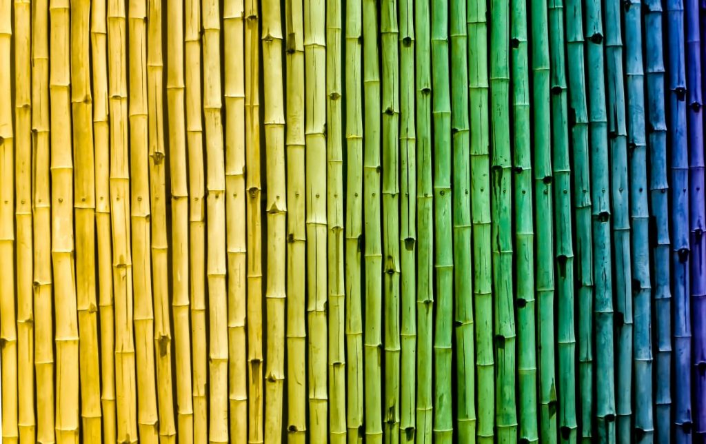 Bamboo